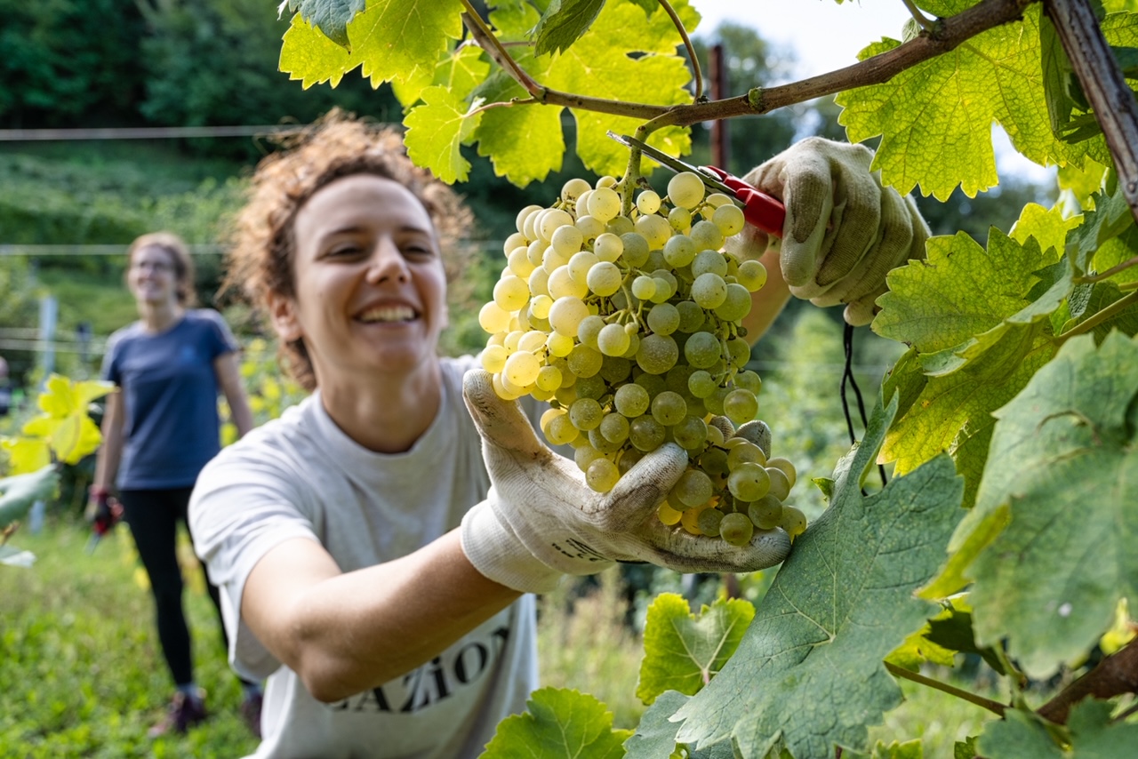 vendemmia biologica