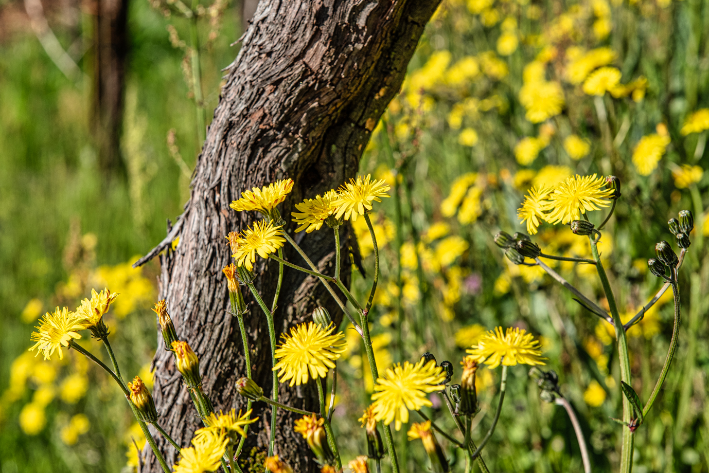 fiori di campo gialli